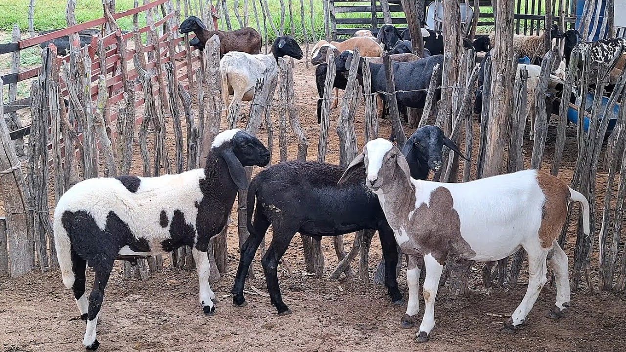 PESAGEM DE OVINOS APÓS 14 DIAS QUE ENTRARAM NO SISTEMA (TIP) DE TERMINAÇÃO INTENSIVA A PASTO!!