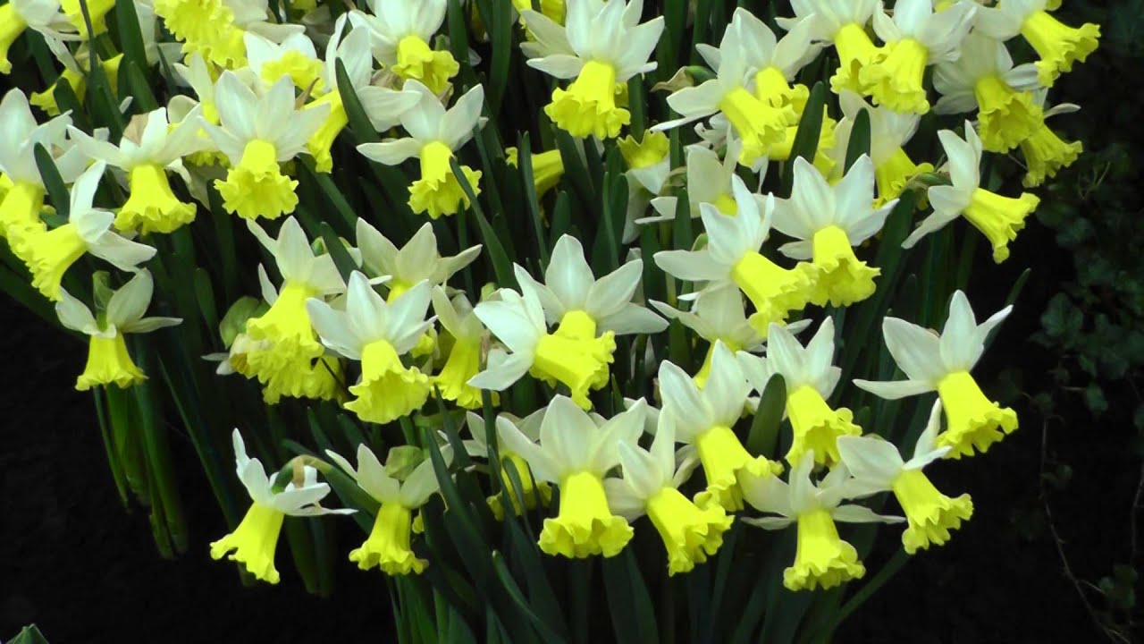 DutchGrown.com Bulbs: Narcissus - Wisley