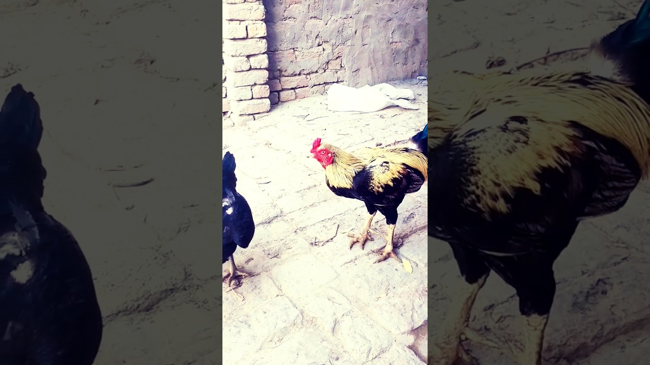 aseel murga aur murgi . اصيل ڪڪڙ #aseelmurga #aseelmurgi #shortfeed #birds #aseelsound  سنڌ جا پکي