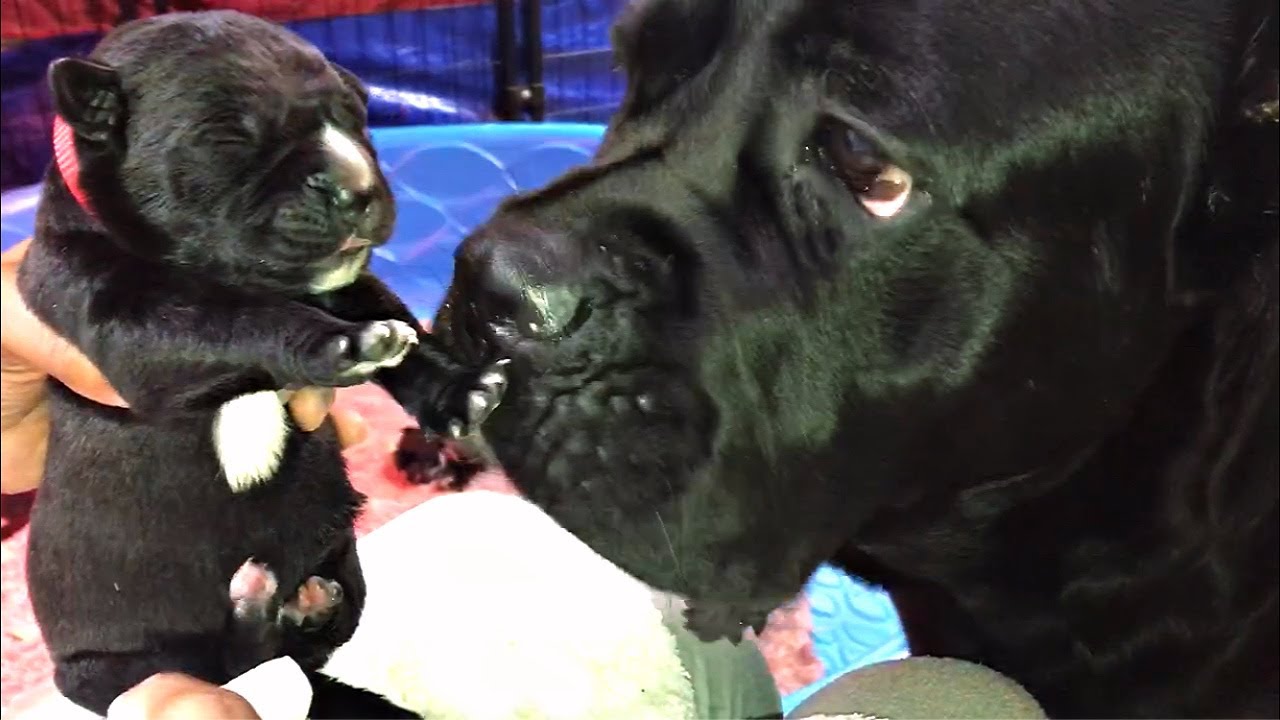 How many Cane Corso pups is Asha having? | Part 2