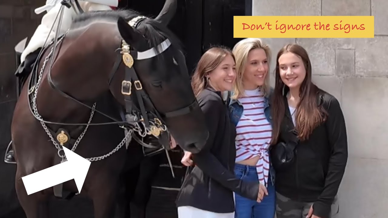 She Ignored the signs and  provoked the king’s guard horse,this happened!!!