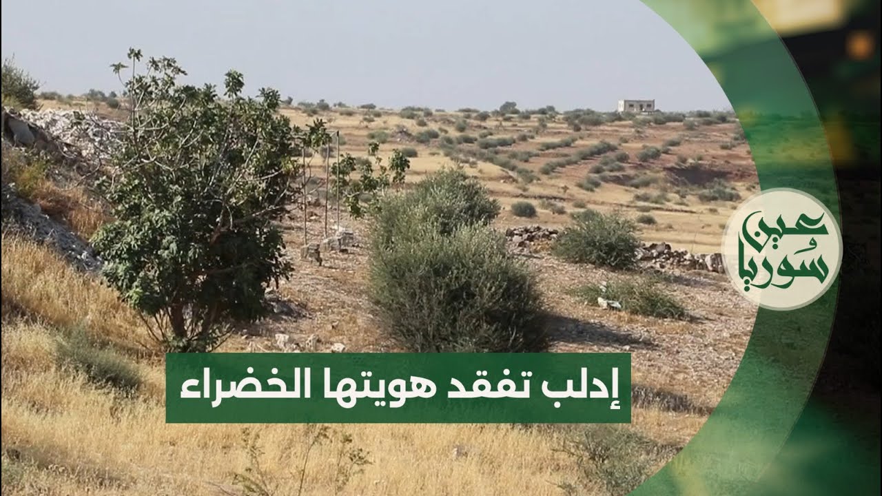 كيف تحولت بساتين الزيتون إلى أراض قاحلة في ريف إدلب؟