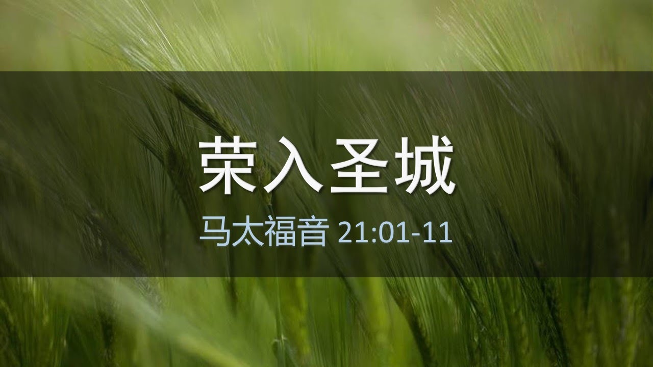 马太福音第27课：荣入圣城（21:1-11）。彭丹姓习：习近平麦卡锡蔡英文，谁才是大淫妇。推荐几首复活节赞美诗。一句话来分辨基督教与佛教。荣入圣城与乌克兰大反攻。驴驹衣服棕树：棕榈主日的深刻弯曲。