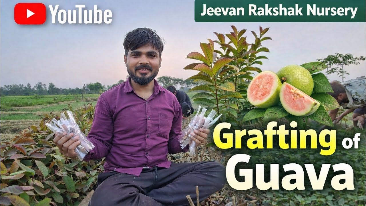 #GRAFTING OF AMROOD अमरूद कलम करने की सबसे आसान विधि #bagwanitips #farming #gauva #nurse 