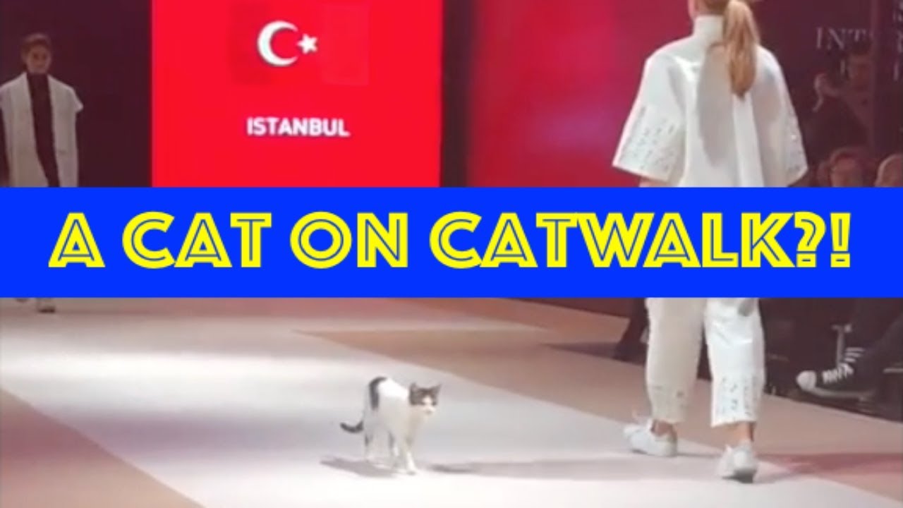 【Funny Cat】猫がランウェイでモデルウォーク?!  A Cat on Catwalk?!
