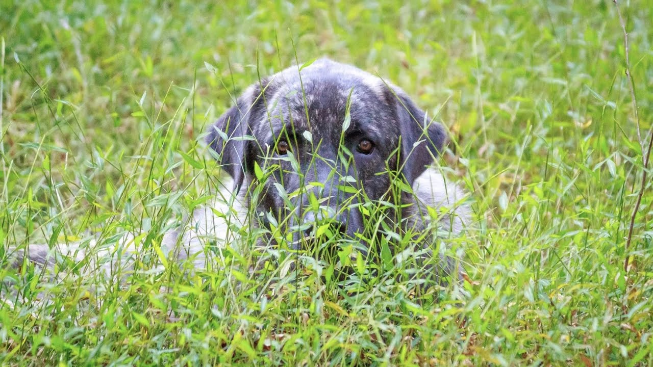 ANATOLIANS | The Best Livestock Guardian for Sheep, Chickens, Rabbits, and Pigs