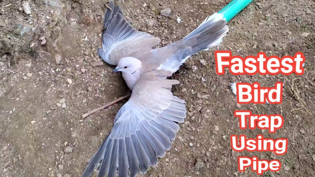 Creative Ideas Fastest Bird Trap With Peppa Pipe That Work 100%