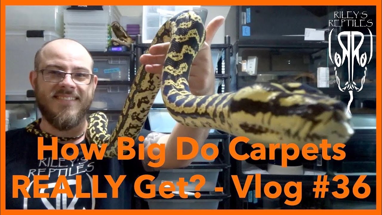 How Big Do Carpets REALLY Get? - Vlog #36