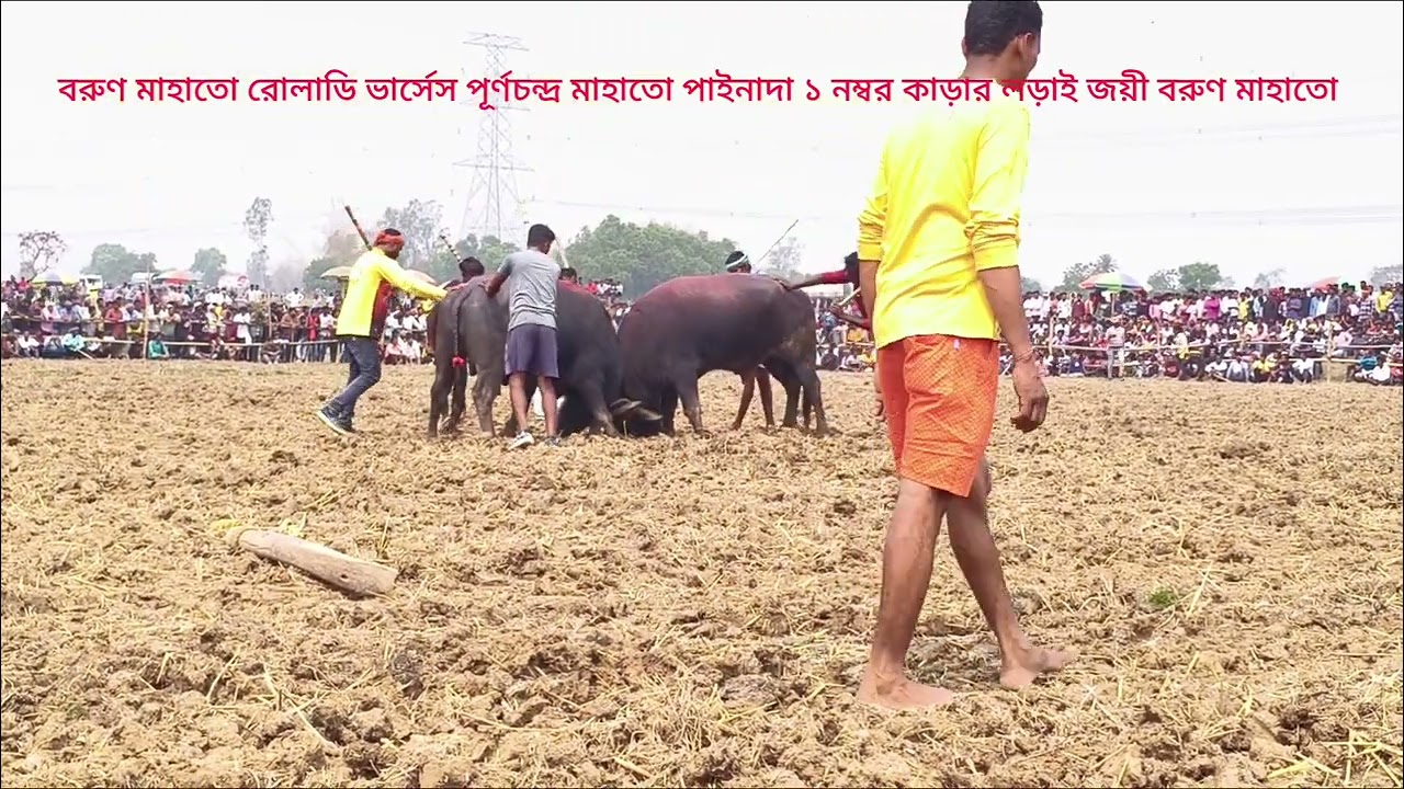 মন্টু মাহাতোর কাড়া ভার্সেস পূর্ণচন্দ্র মাহাতোর কাড়ার লড়াই  