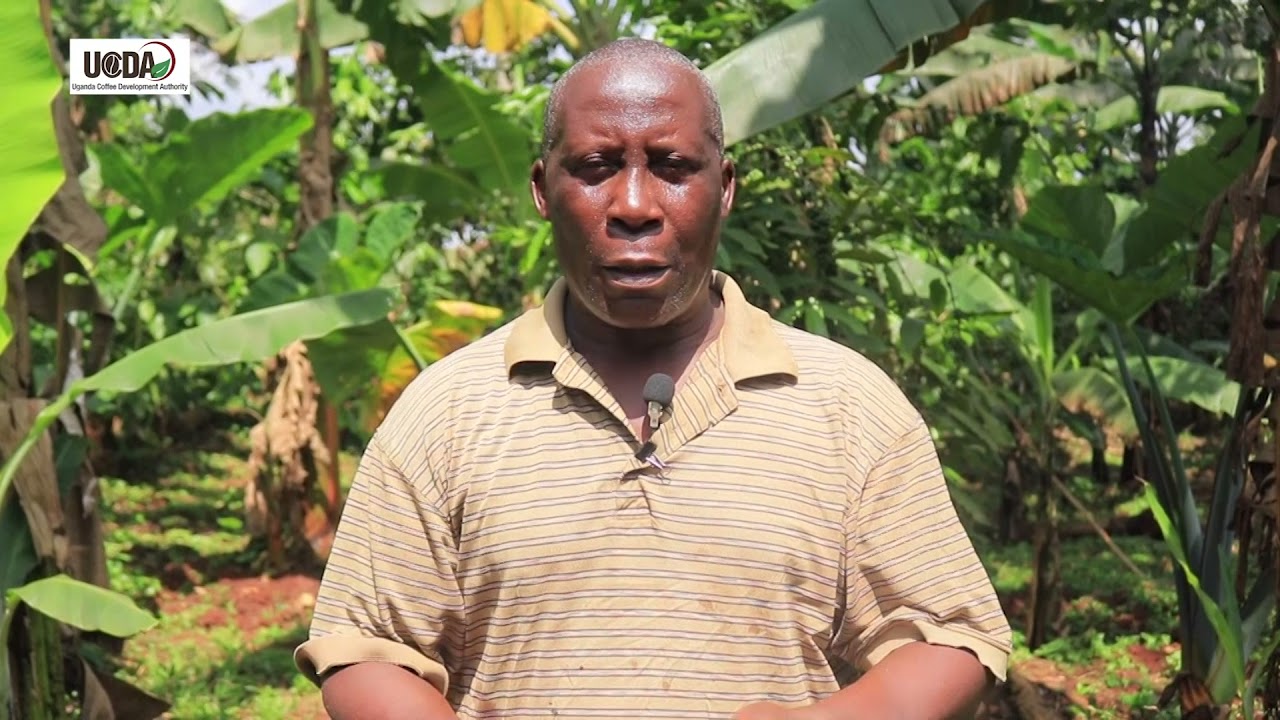 EXPLAINER: Planting Coffee _English Full Video UCDA
