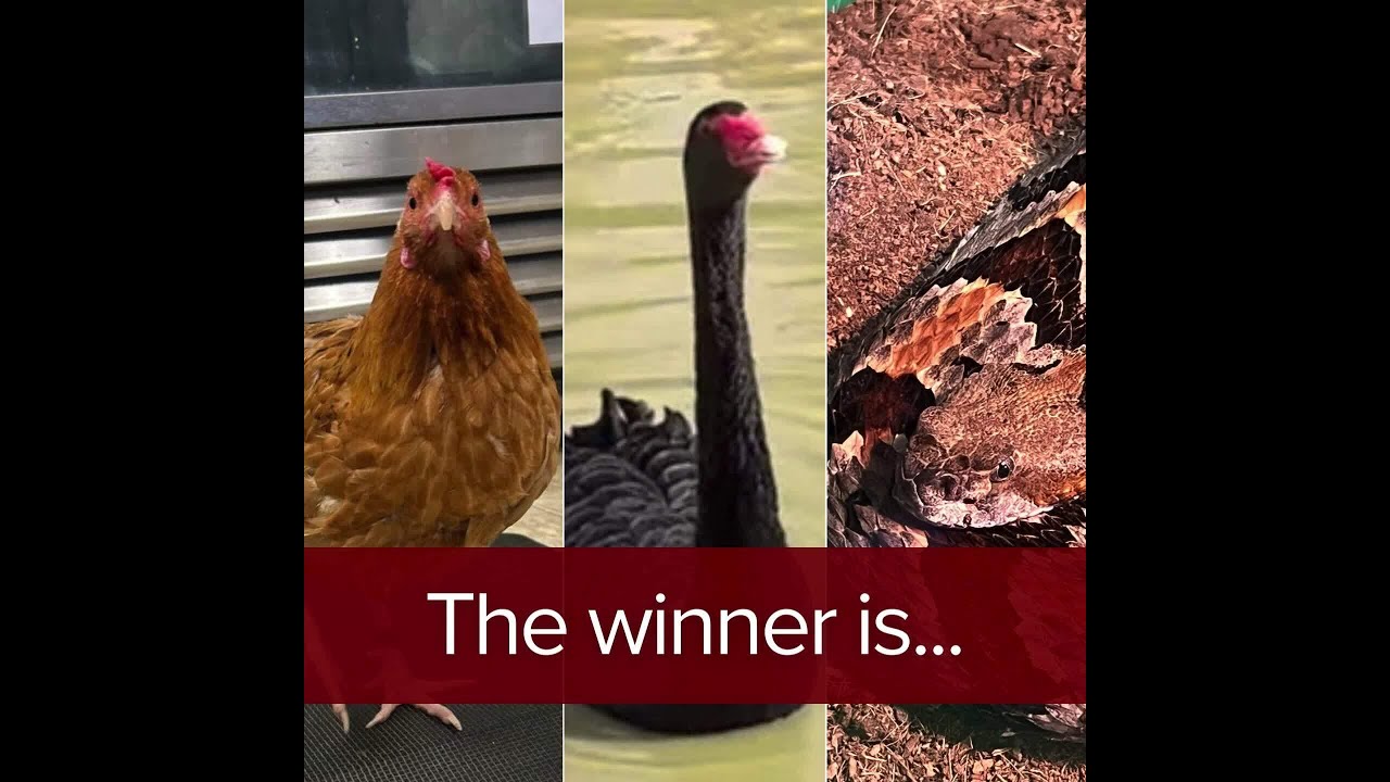 The results are in!

Athena won the friendly competition between herself, Diablo & Fierro, and Wendy