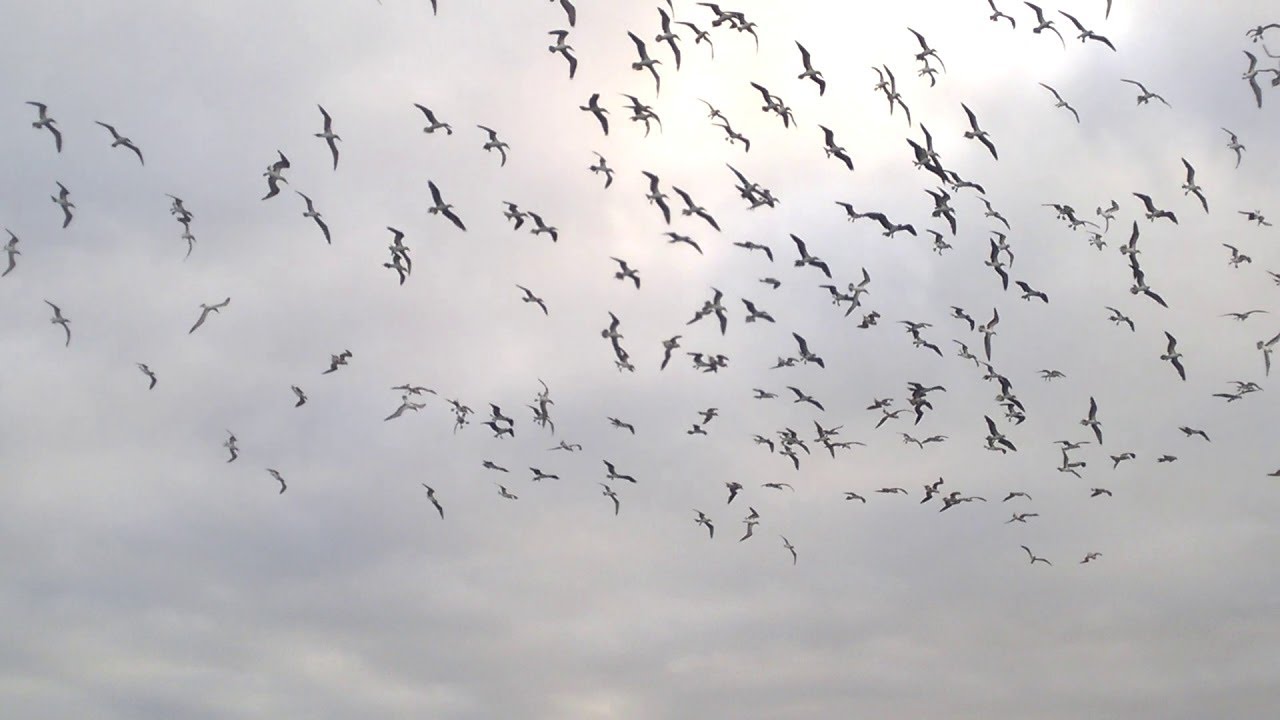 Blue-Footed Boobies Diving  || ViralHog