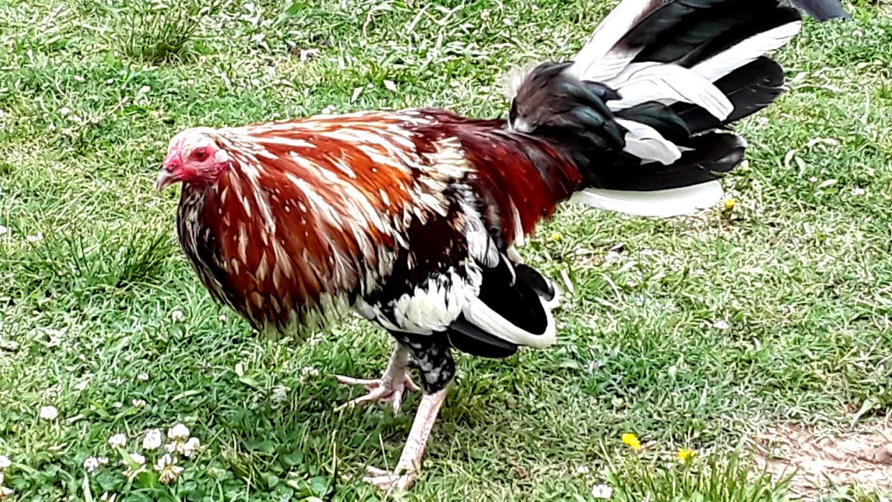 LGF Brood Fowl/Hermoso Gallos