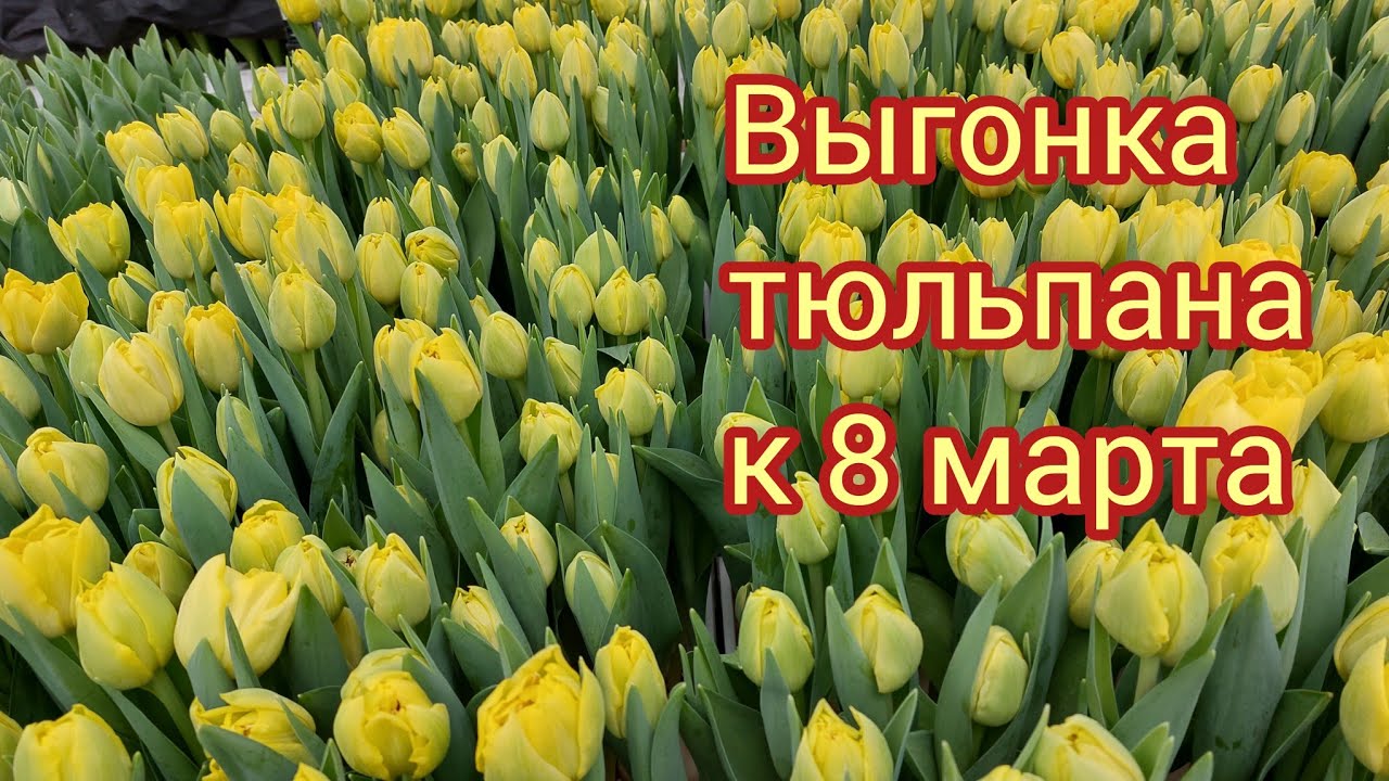 Сорт тюльпана Мерри Джо(пионовидный)
