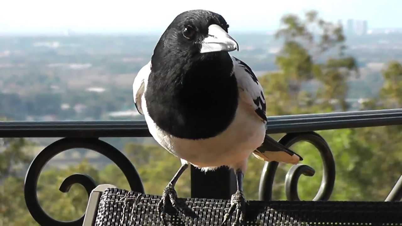 Friendly Magpies, Kookaburras, Butcher Birds feeding session