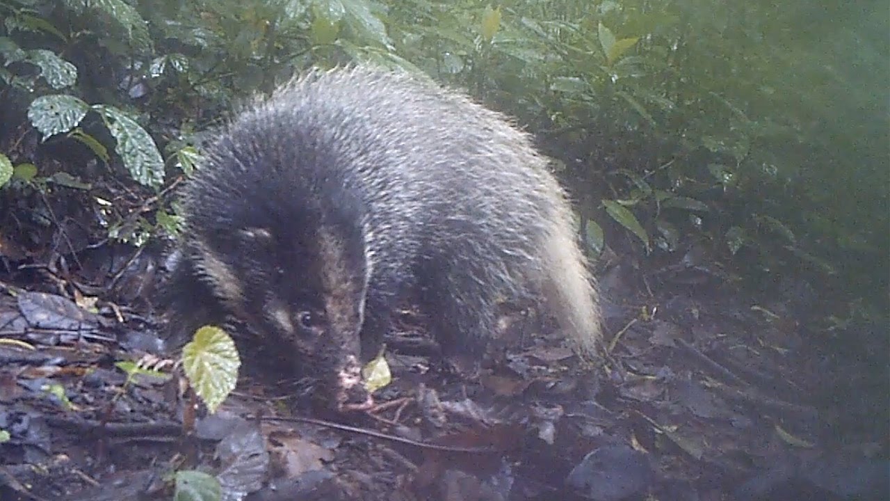 Sumatra gr&aelig;vling