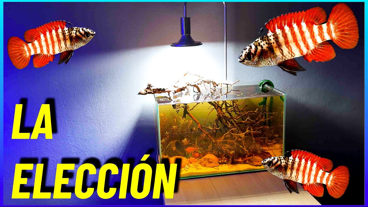 PECES DEFINITIVOS PARA EL AGUAS NEGRAS, PODA DE ROTALAS Y... /RESUMEN Nº288