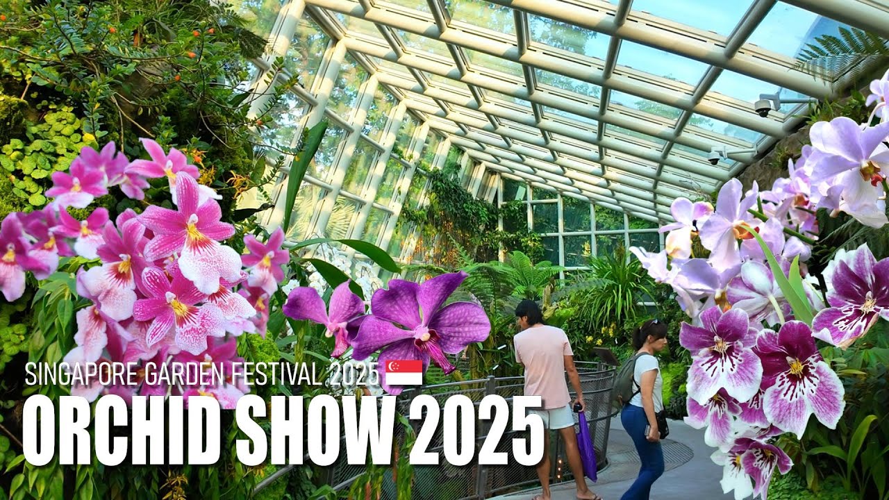 Amazing Orchid Show at Singapore Garden Festival 2025 – Botanic Gardens 🇸🇬 - Walking Tour [4K]