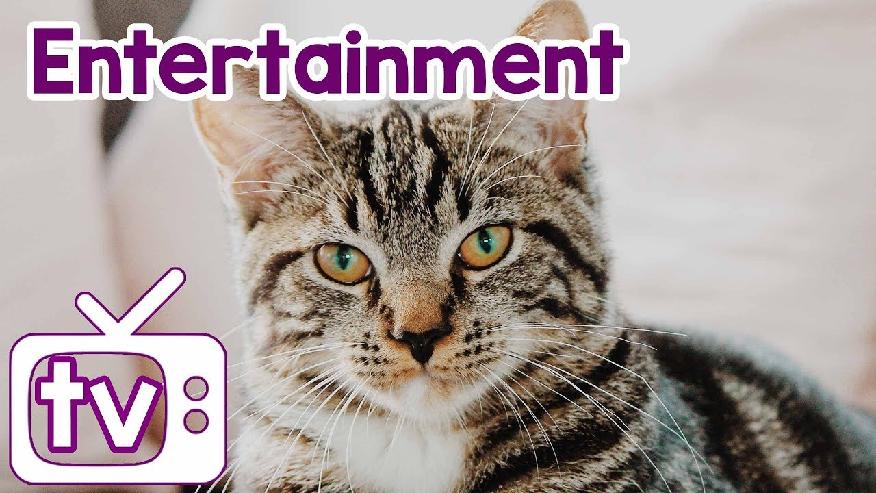 Cat TV: TV to Entertain Your Cat for Hours, Leave Your Cat Alone!