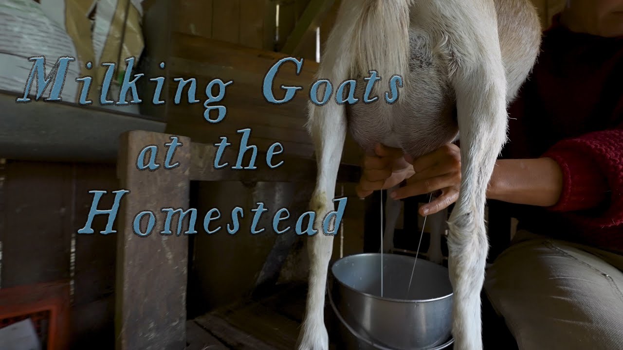 Goat Milking Routine