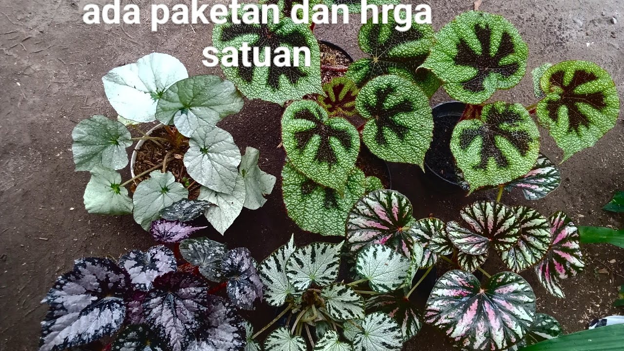 Jual begonia rimbun cantik