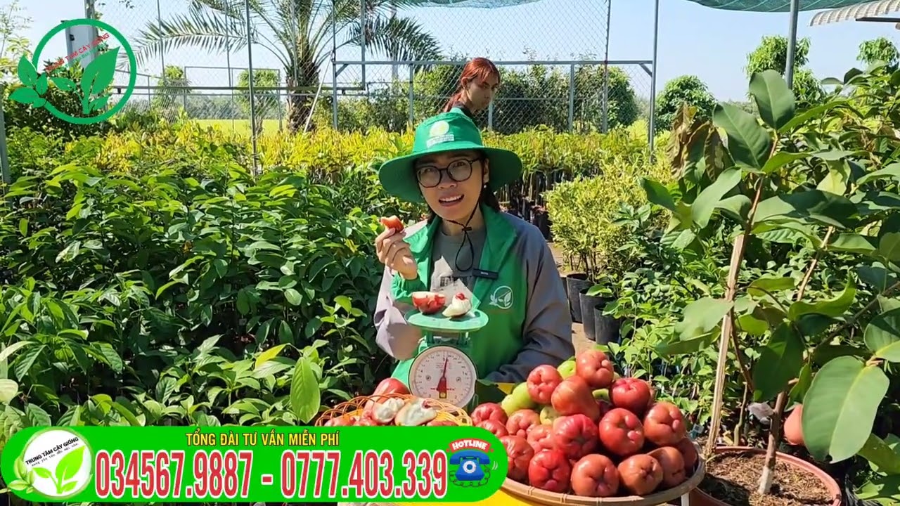 So sánh Mận xanh đường st và Mận hồng mst