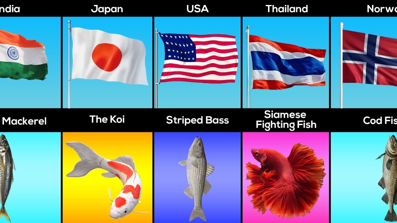 National Fish From Different Countries