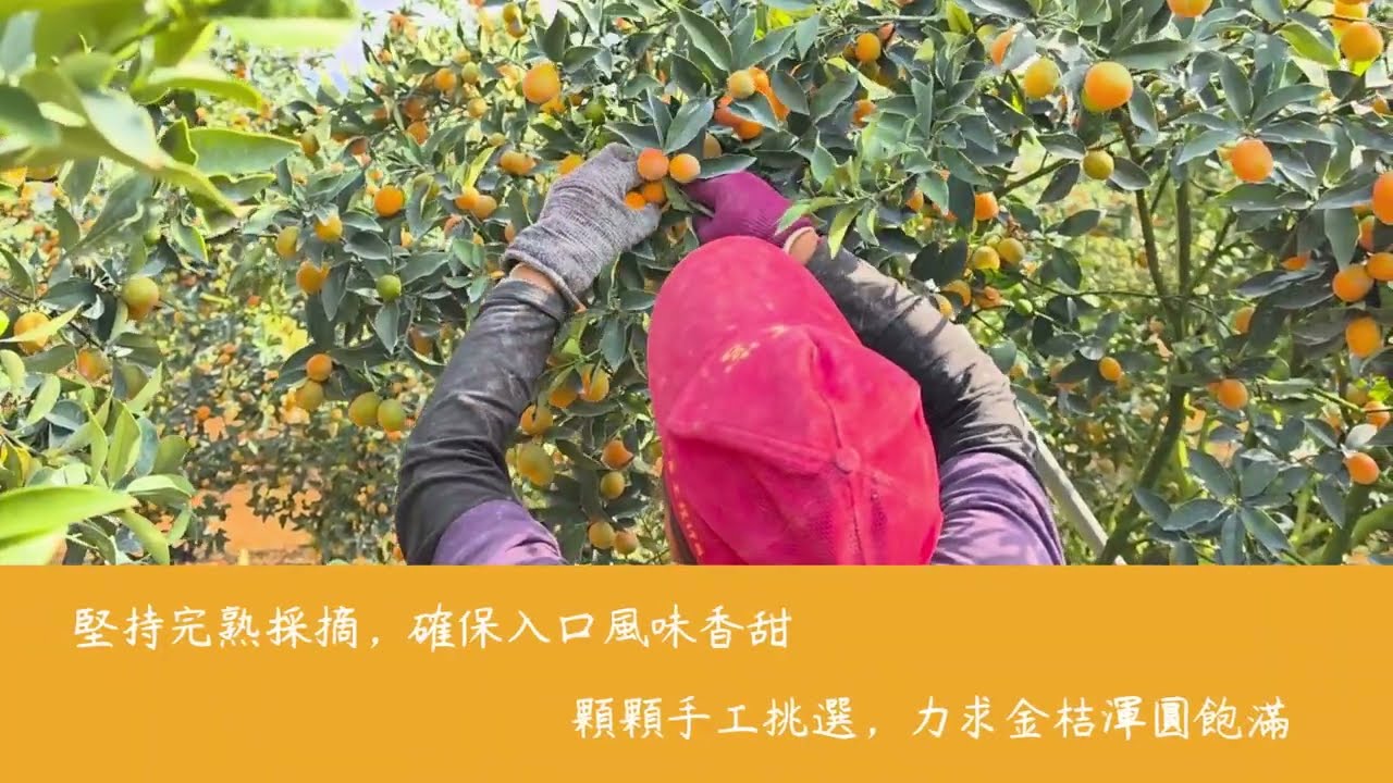 2026年的日本金桔(日本甜桔)果園直擊，再一次來到松柏嶺的專業網室，今年生長的真不錯，喜愛的朋友們，千萬別錯過。#松柏嶺 #名間鄉 #南投 #日本金桔 #一口柑 #日本甜桔 #鹿耳島金桔