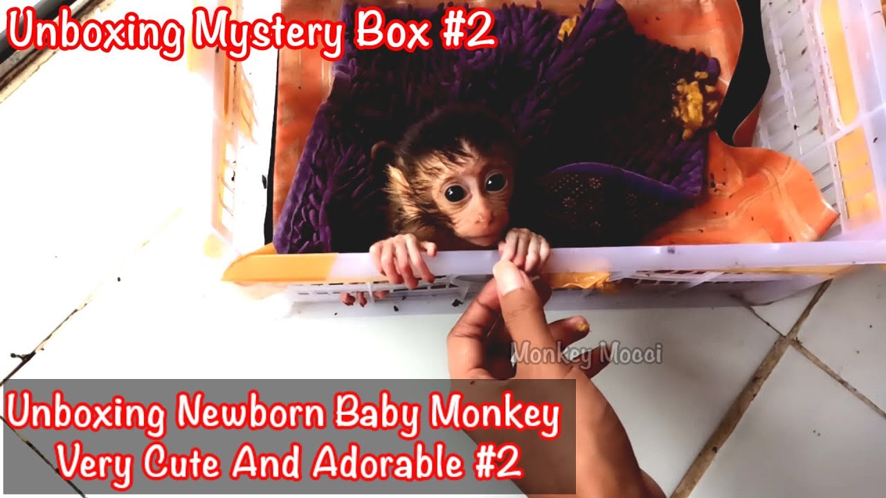 Unboxing Mistery Box #2 || Unboxing Newborn Baby Monkey Pig Tail Very Cute and Adorable #2 || monpai