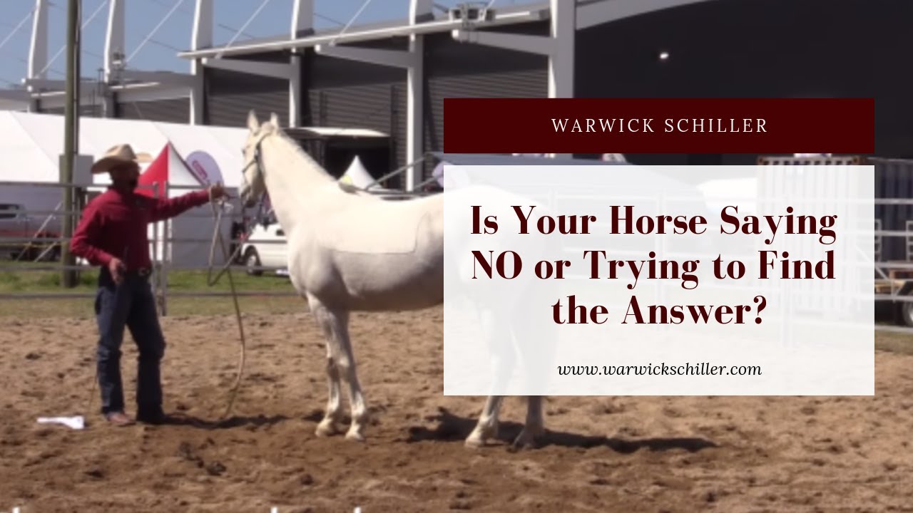 Is my horse saying no, or is he trying to find the answer?