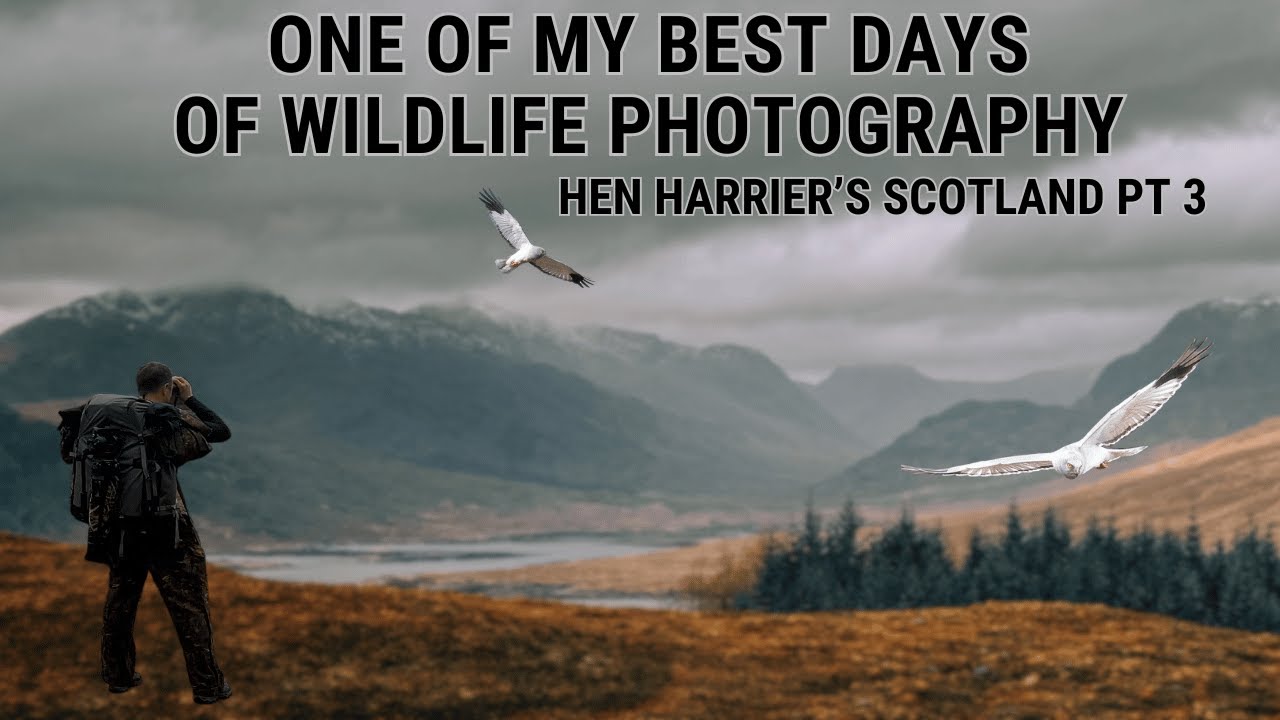 BEST DAY OF WILDLIFE PHOTOGRAPHY | CAIRNGORMS, SCOTLAND | Mountain Hen Harriers breeding | Part 3
