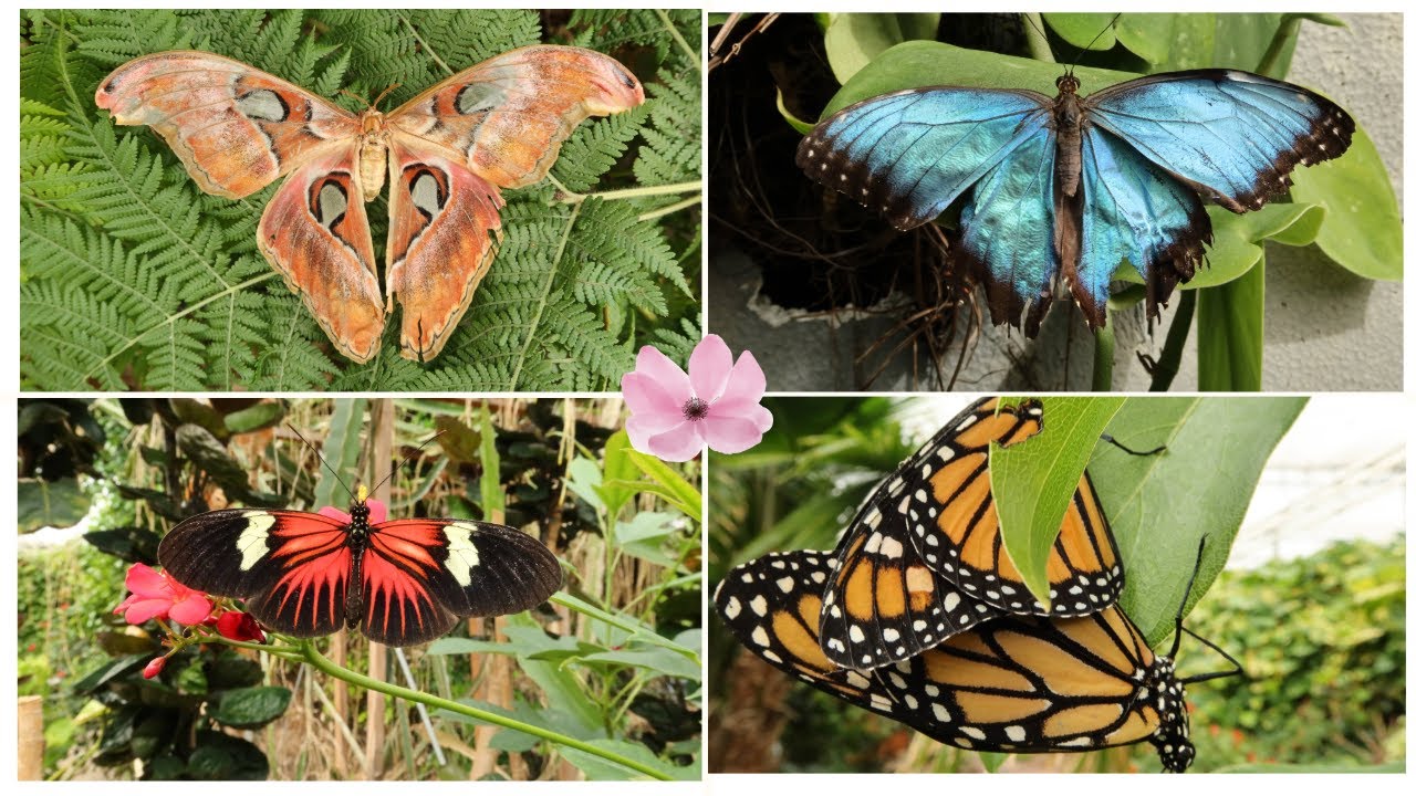 A day in a Botanical Butterfly Garden || Vlindorado || Vlindertuin||Waarland, Netherlands