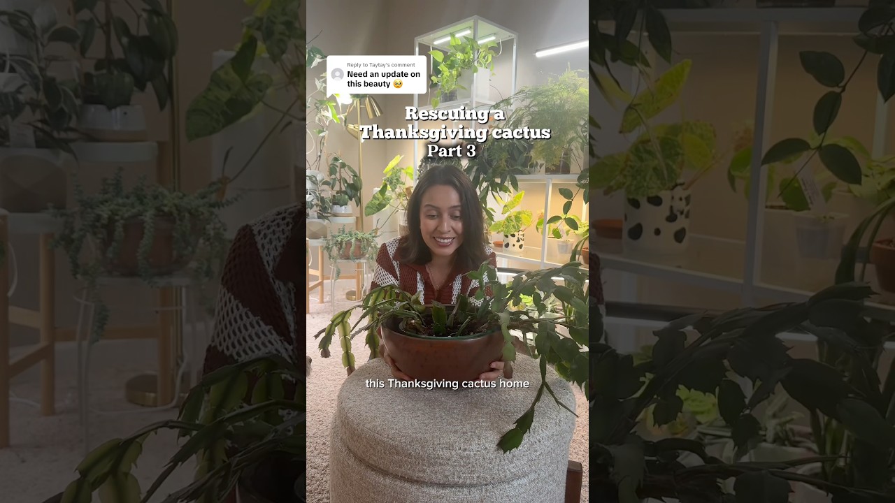 Happy to report that this baby is making a full comeback. #plantrescue #thanksgivingcactus