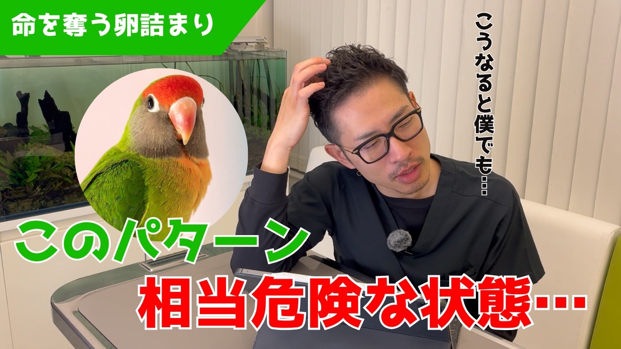 【質問コーナー】コザクラインコが亡くなってしまいました...あの時、私にできることはあったのでしょうか…インコは1～2週間放鳥できなくても大丈夫？などにお答えしました！