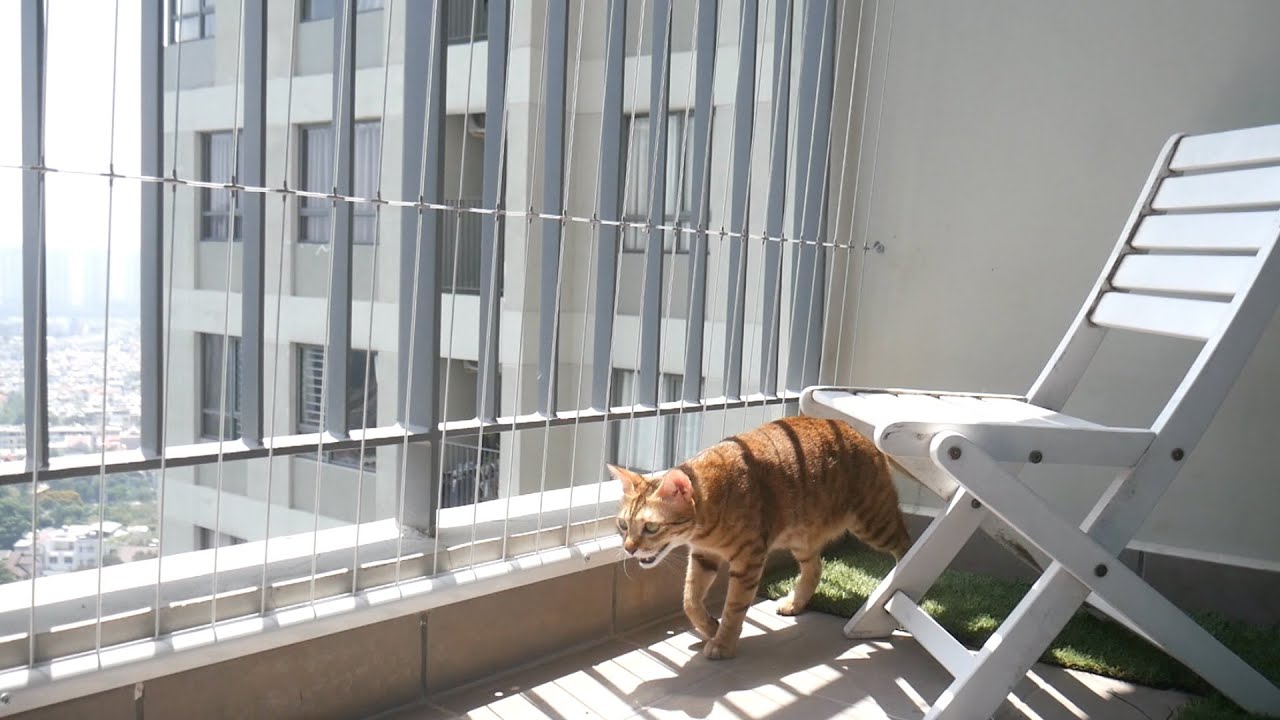 Cattifiying my cat's balcony! Wire fence catio