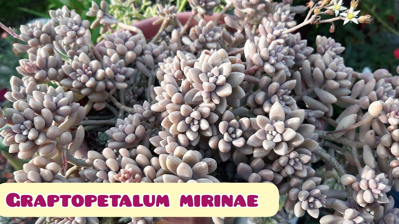GRAPTOPETALUM  MIRINAE🥰 Todos sus cuidados| El jardín de Mary🌺
