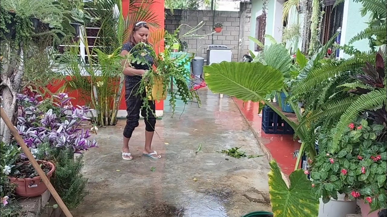 Mantenimiento a mi cactus zigzag aprovechando que se me cayó también lo voy a reproducir ✅