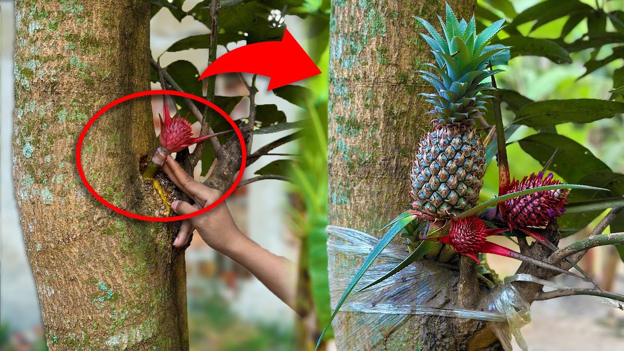 Unique Skill Growing Pineapple in Mango Tree