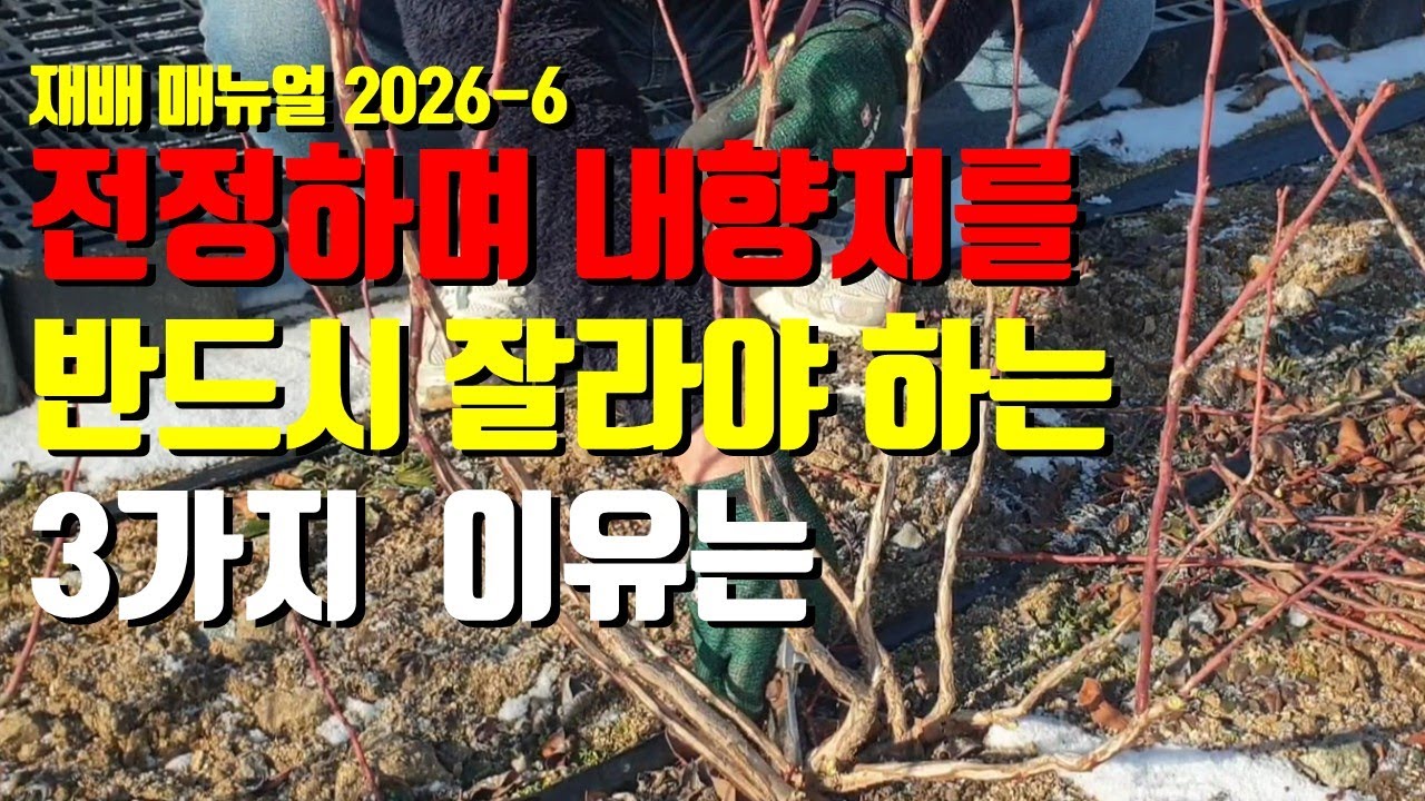 블루베리 가지치기 하며 내향지를 반드시 잘라야 하는 3가지 이유