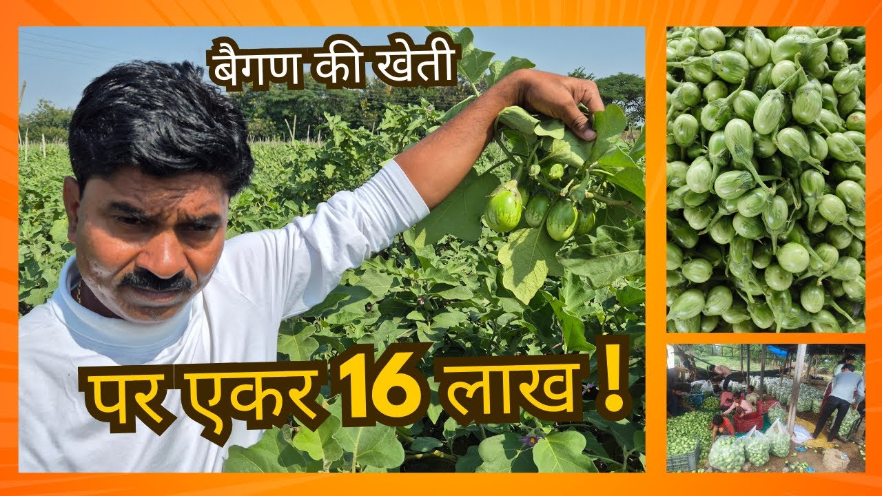 Brinjal Farming | बैगण की खेती | 16 लाख पर एकर | Bhoomiputras