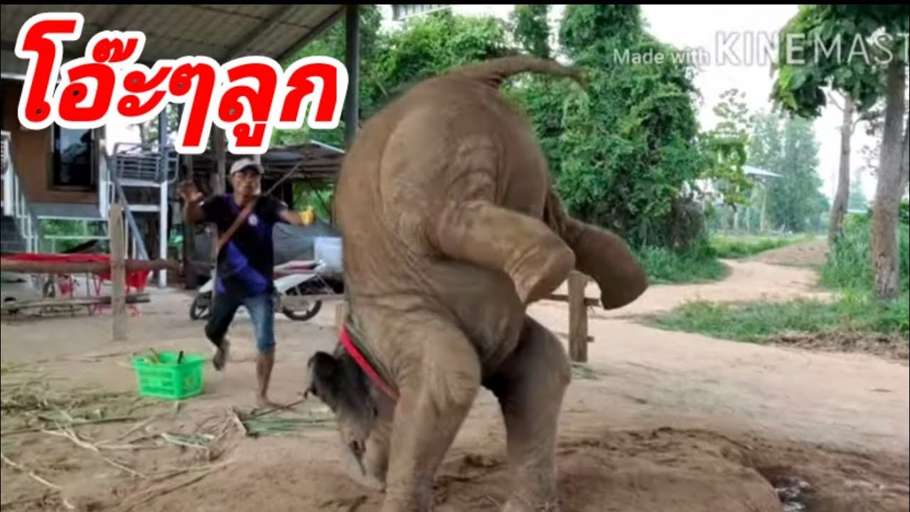 ช้างเชือกนี้น้ำหนักแค่ตัวเลขแต่ความสามารถทำได้ไง