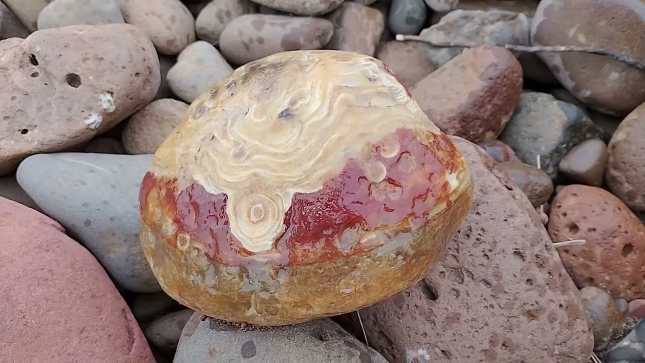 Olha essas belezuras.