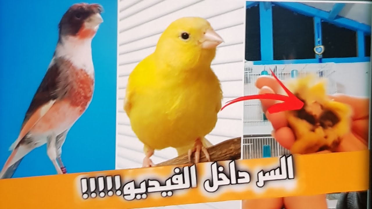 ماهي العلامة التي تدل ع ان طيوري قربة تنتهي من غيار الريش بصوت والصورة ع مباشر وطريقة تسريع القليش
