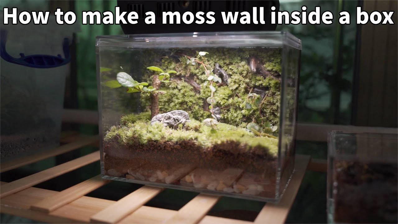 3 Make a moss wall in the box, box micro landscape world | Moss wall | Box bonsai