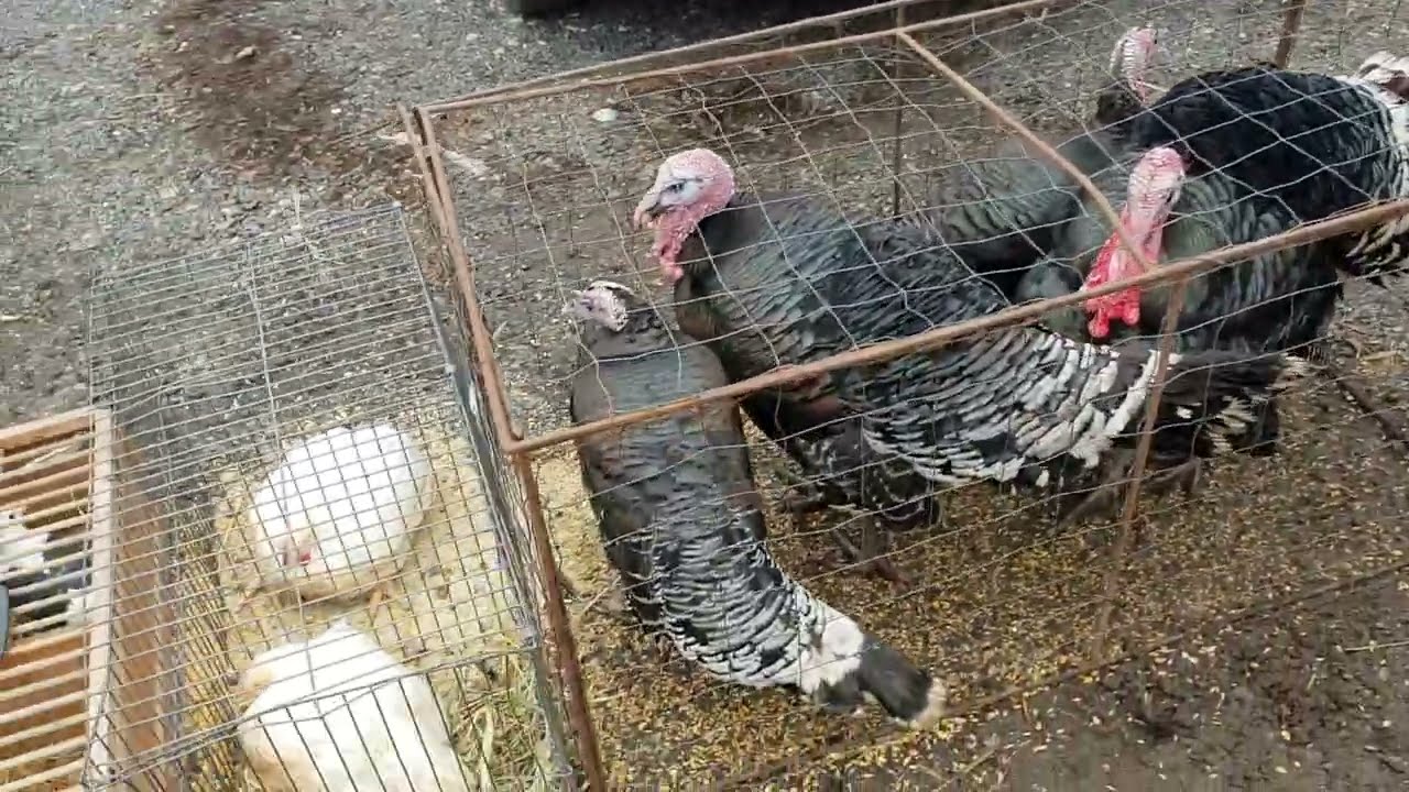 Targ Domnesti Teghes 26 11 2022  Oamenii sunt speriati ca sunt filmati de teama inchiderii targului