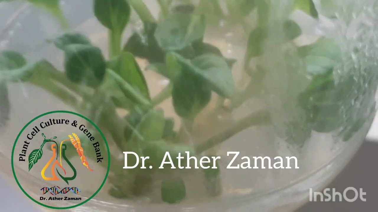 In Vitro Contamination depends on Lab Artisans, splitting of shoots and quick inoculation...