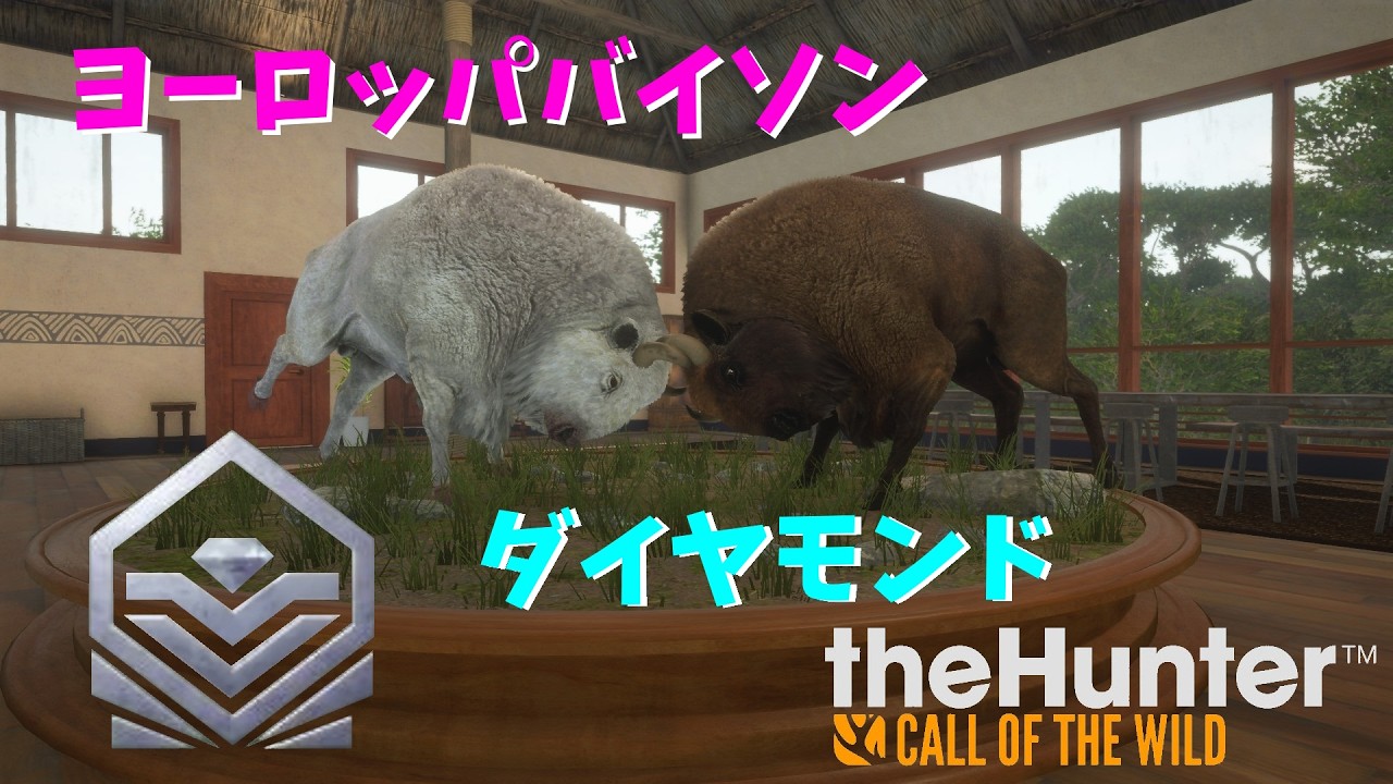 【theHunter Call of the Wild】 Part 53 ヨーロッパバイソン2連続でメディアムと遭遇！しかも一頭はアルビノ！！ ダイヤモンドなるか？！(ヒルシュフェルデン保護区)