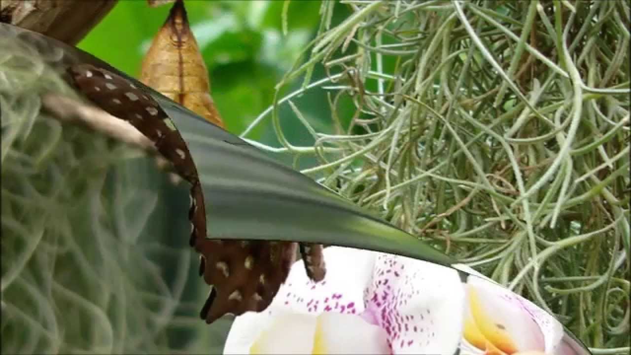 Schmetterlingswalzer (Butterfly Waltz -  Brian Crain & Rita Chepurchenko)