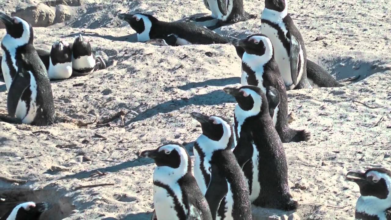 Simon's Town and the African Penguins