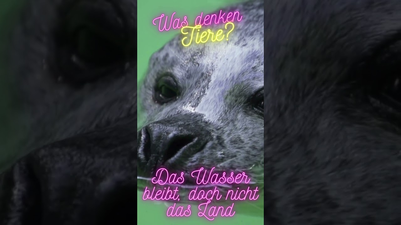 🦭 Die Robbe ohne Eis - Wenn Tiere REIMEN (sprechen) könnten